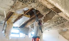 Reliable Williamston, SC Mold Removal & Remediation Solutions